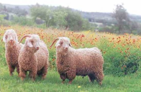 Angora Goat Adventures Image